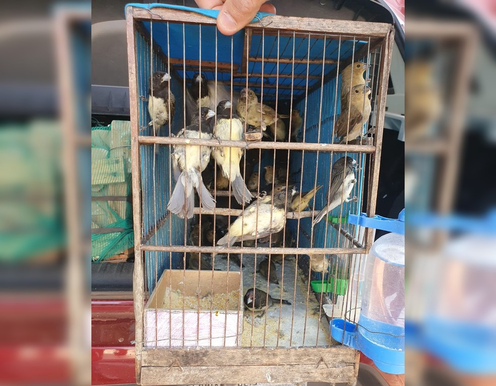 Polícia Rodoviária Federal apreendeu mais de 100 pássaros silvestres na BR-153, em Nova Granada (SP) — Foto: Polícia Rodoviária Federal/Divulgação