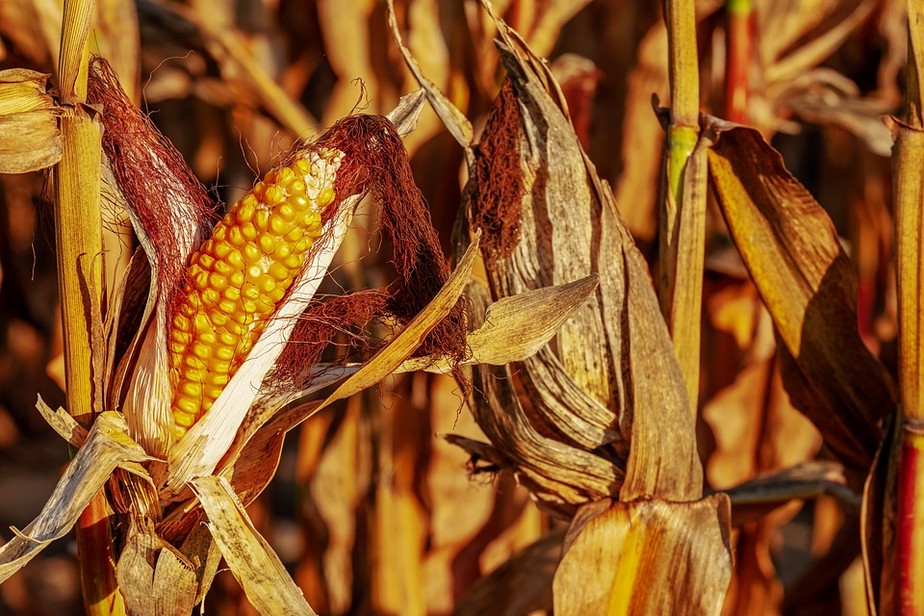 As estimativas mais recentes da Emater mostram perdas de 16,3 milhões de toneladas de grãos no Rio Grande do Sul devido à seca