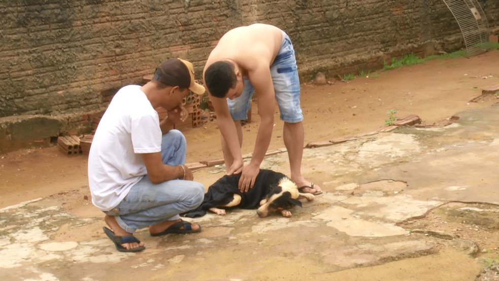 Cachorro cai em poço de 10 metros e é resgatado dois dias depois em Ariquemes — Foto: Rede Amazônica/Reprodução