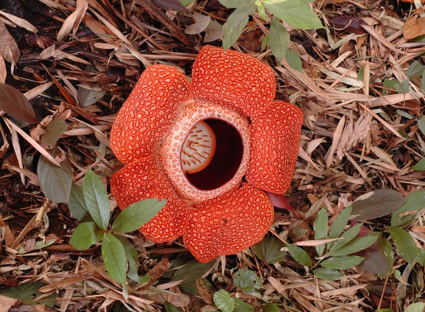 Rafflesia – Rafflesia keithii (Foto: Steve Cornish / WikimediaCommons / CreativeCommons)