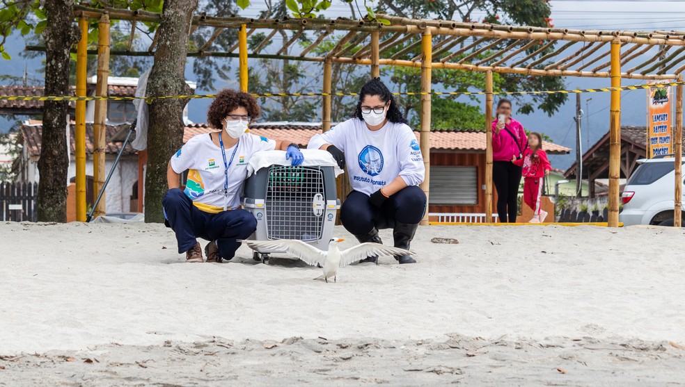 Instituto Argonauta realiza a soltura de dois animais depois de passarem por reabilitação — Foto: Divulgação / Instituto Argonauta