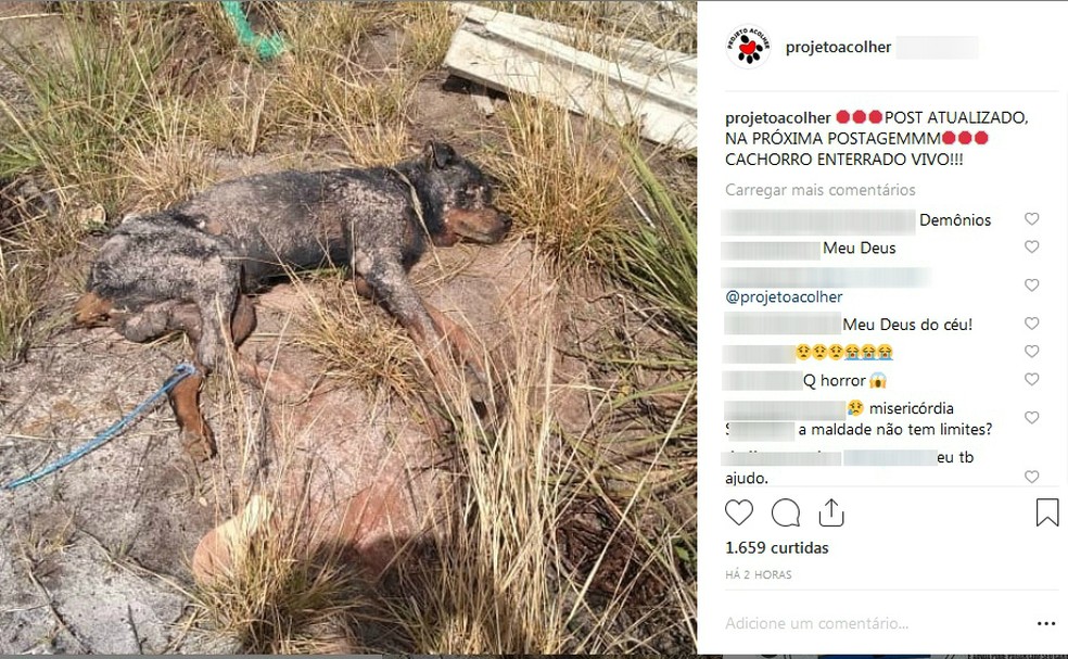 Cachorro enterrado vivo foi socorrido por moradores na Barra de São Miguel, Alagoas — Foto: Reprodução/Instagram
