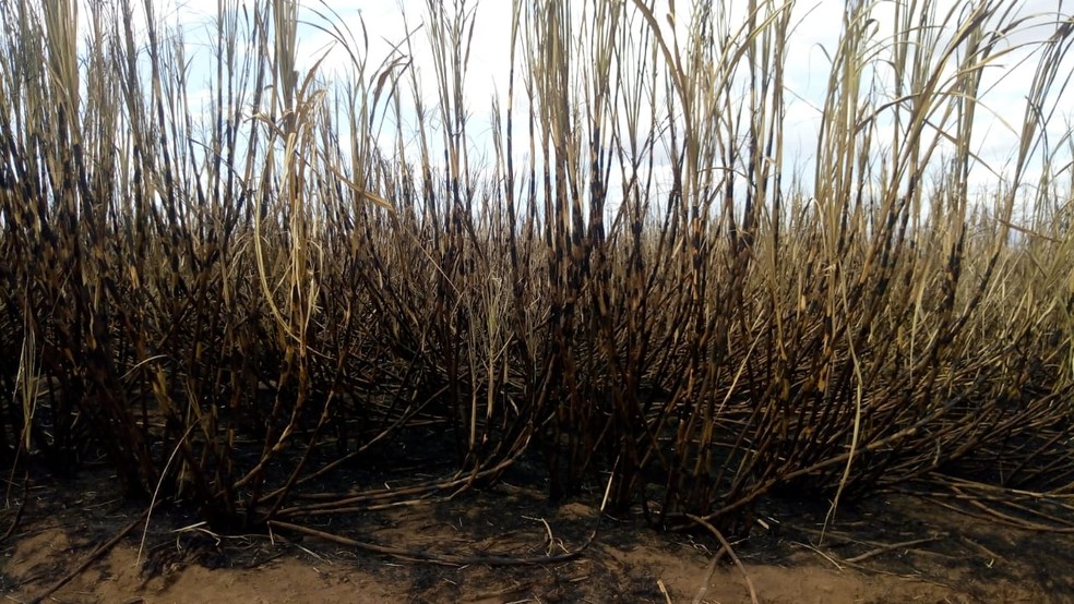 Polícia Ambiental multa fazenda em Vargem Grande do Sul por uso de fogo controlado em canavial — Foto: Polícia Ambiental/Divulgação 