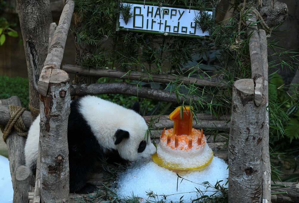 A panda ainda nÃ£o foi batizada e deverÃ¡ ficar na MalÃ¡sia por 2 anos atÃ© voltar Ã  China â€” Foto: Mohd Rasfan/AFP 