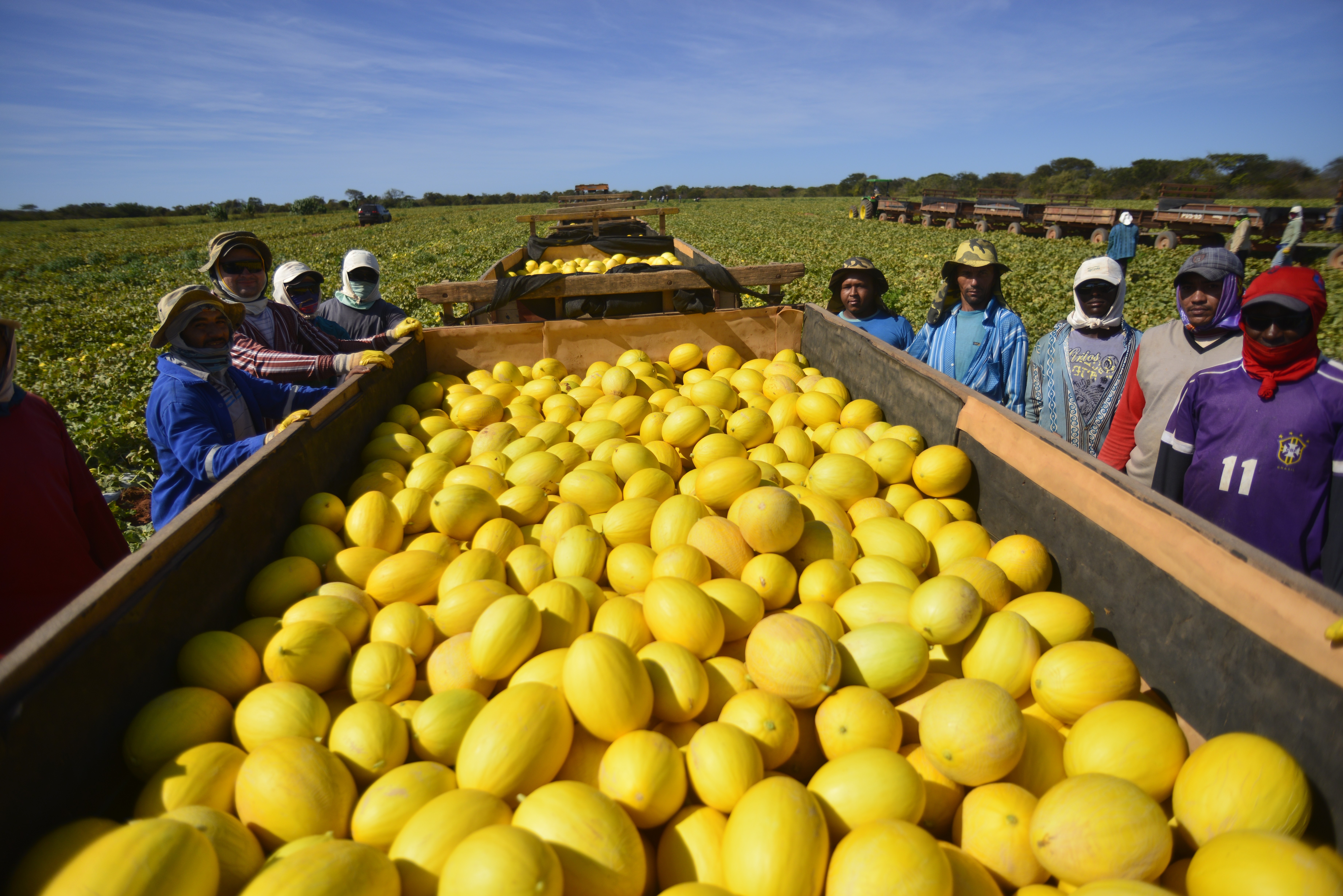 hortifruti_melao_mossoro (Foto: Ernesto de Souza/Ed. Globo)