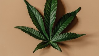 Maconha queima neurônio? O efeito é igual para todos? Veja o que é mito e o que é verdade