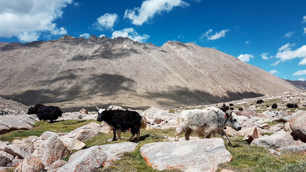 Iaques pastam na descida do passo de Chang La, em Ladakh (Foto: Rafael Miotto / G1)