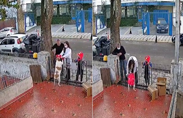 Cadela que teve roupa furtada por homem ganha novo casaco (Foto: Reprodução/Twitter)