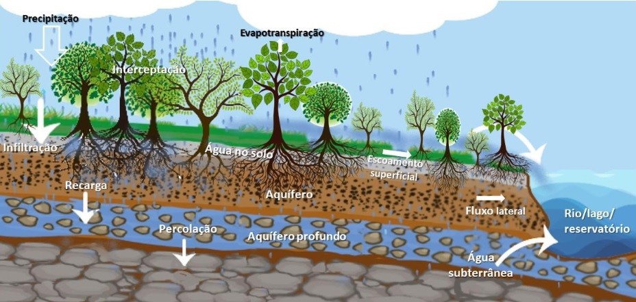 Cómo las soluciones basadas en la naturaleza, como la restauración de la vegetación, contribuyen al mantenimiento del agua del río.  (Foto: Conservación de la naturaleza)