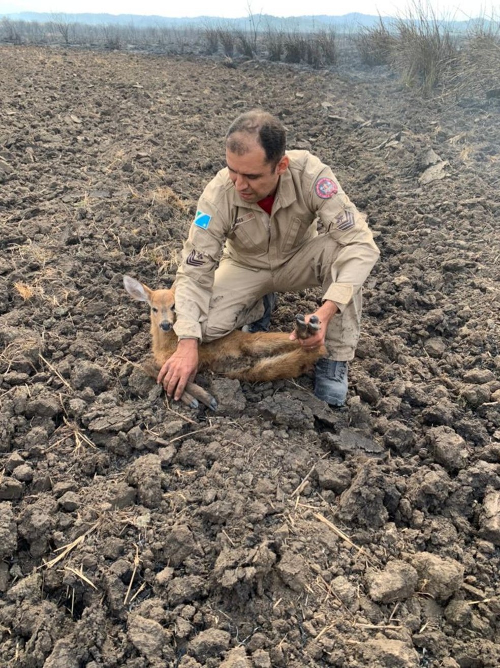 Após bombeiros constatarem que não havia lesões graves, filhote de cervo foi liberado em seu habitat — Foto: Corpo de Bombeiros/Divulgação