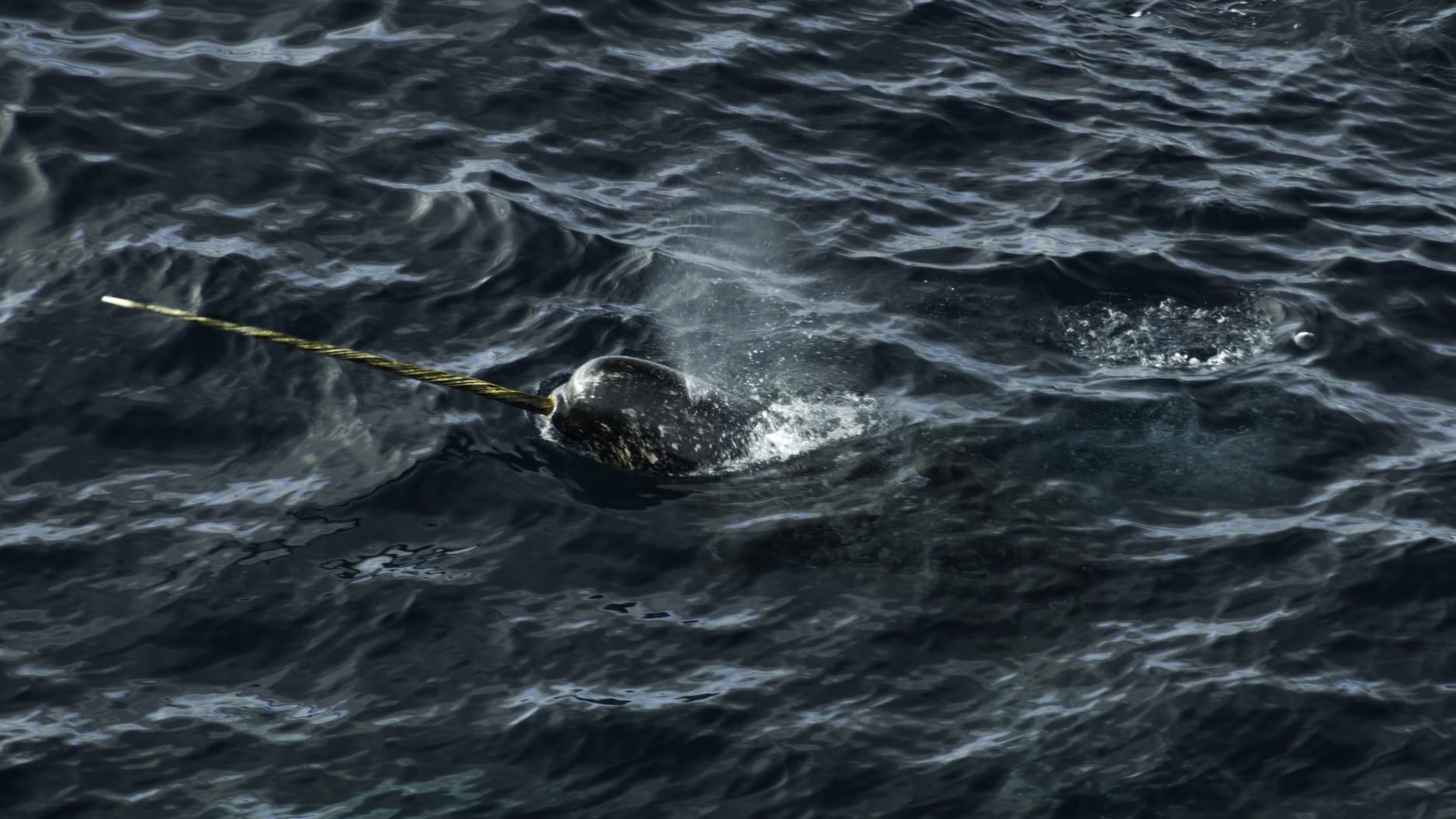 A baleia narval possui uma grande presa, que geralmente se desenvolve em machos e cuja função ainda é um mistério (Foto: Thomas Miller/NatGeo para Disney+)