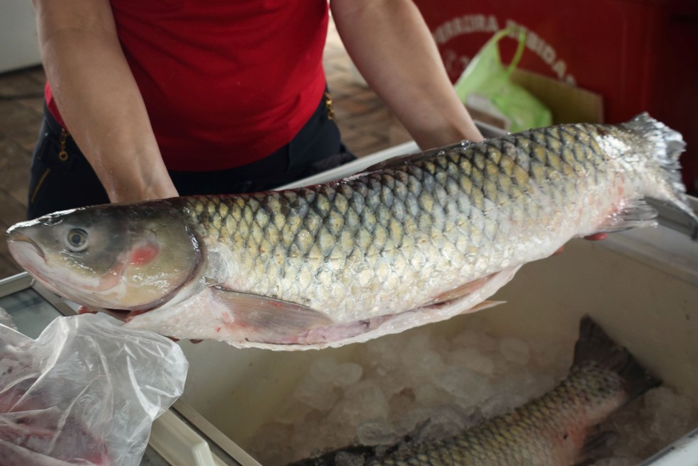 Feira Do Peixe Vivo Abre 15Âª Edicao Na Terca Feira 16 Em Foz Do Iguacu Oeste E Sudoeste G1 Coloque bastante azeite numa panela e frite a cebola e o alho. feira do peixe vivo abre 15Âª edicao na