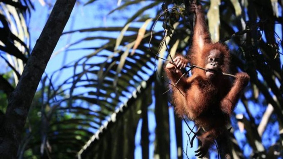 Ex-caçadores estão sendo contratados para ajudar a proteger a fauna na Indonésia | Foto: Victoria Gill (Foto: Chester Zoo)