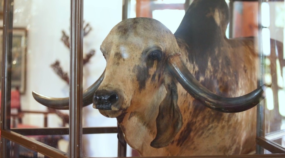 Estima-se que 80% do gado Gir brasileiro carregue genes do touro Krishna (Foto: BBC)