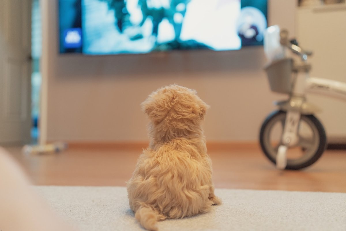 Frente à TV, é provável que os cães estejam prestando atenção mais nas ações que ocorrem do que nos personagens envolvidos (Foto: Unsplash/ sq lim/ CreativeCommons)