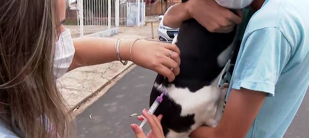 Cães e gatos são vacinados contra raiva em Porto Ferreira — Foto: Reprodução/EPTV