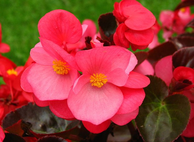 Begônia de cera, espécie Begonia semperflorens, tem flores rosadas e folhas com bordas avermelhadas (Foto: Wikimedia Commons/Kor!An (Корзун Андрей))