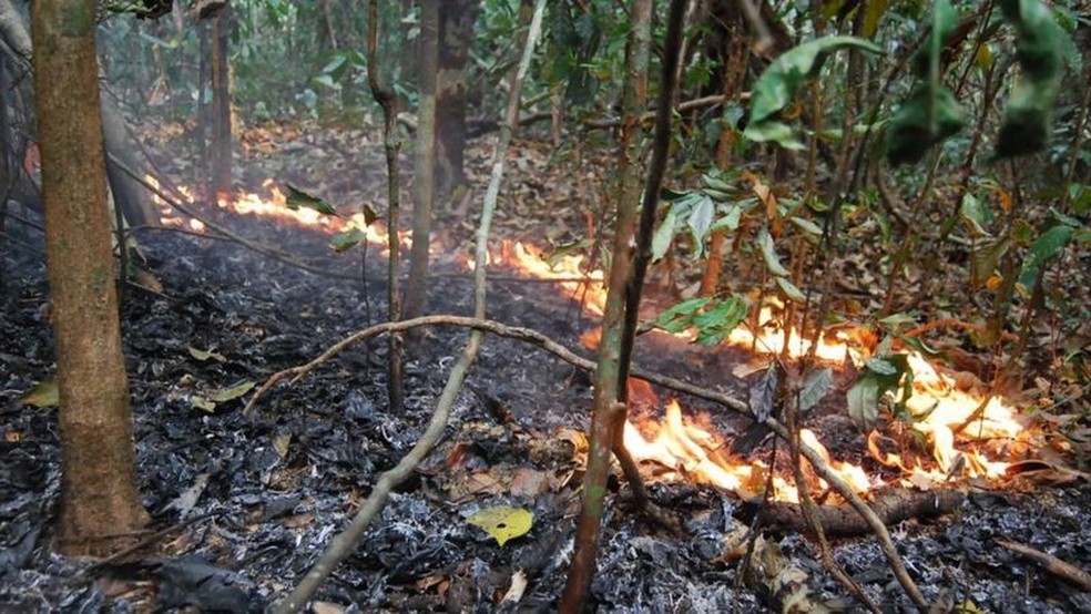 Incêndios florestais na Amazônia são feitos de fogos bem pequenos, com chamas de 30 cm de altura que se movem muito devagar durante dias e dias de queima — Foto: Erika Berenguer/Divulgação