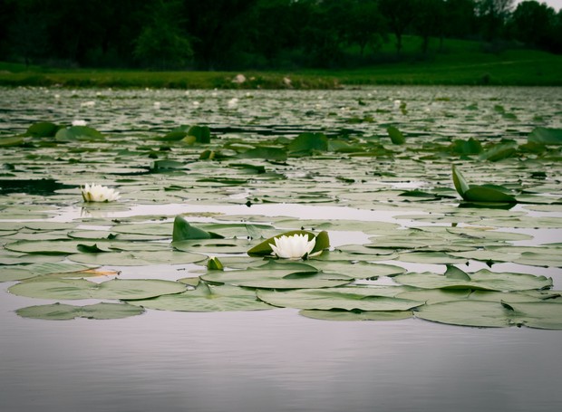 A flor de lótus prefere cursos lentos de água doce e lagos naturais com menor profundidade (Foto: Dylan Cowden / Pexels / Creative Commons)