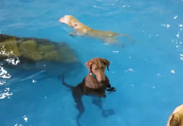 Cadela virou sensação na web ao 'se recusar' a nadar em piscina junto com os demais animais (Foto: Reprodução/YouTube/JANA Underwood)