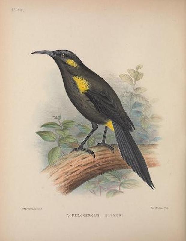 Desenho de um Moho Bishopi de The Birds of the Sandwich Islands - Moho Bishopi (Foto: Domínio Público / WikimediaCommons)