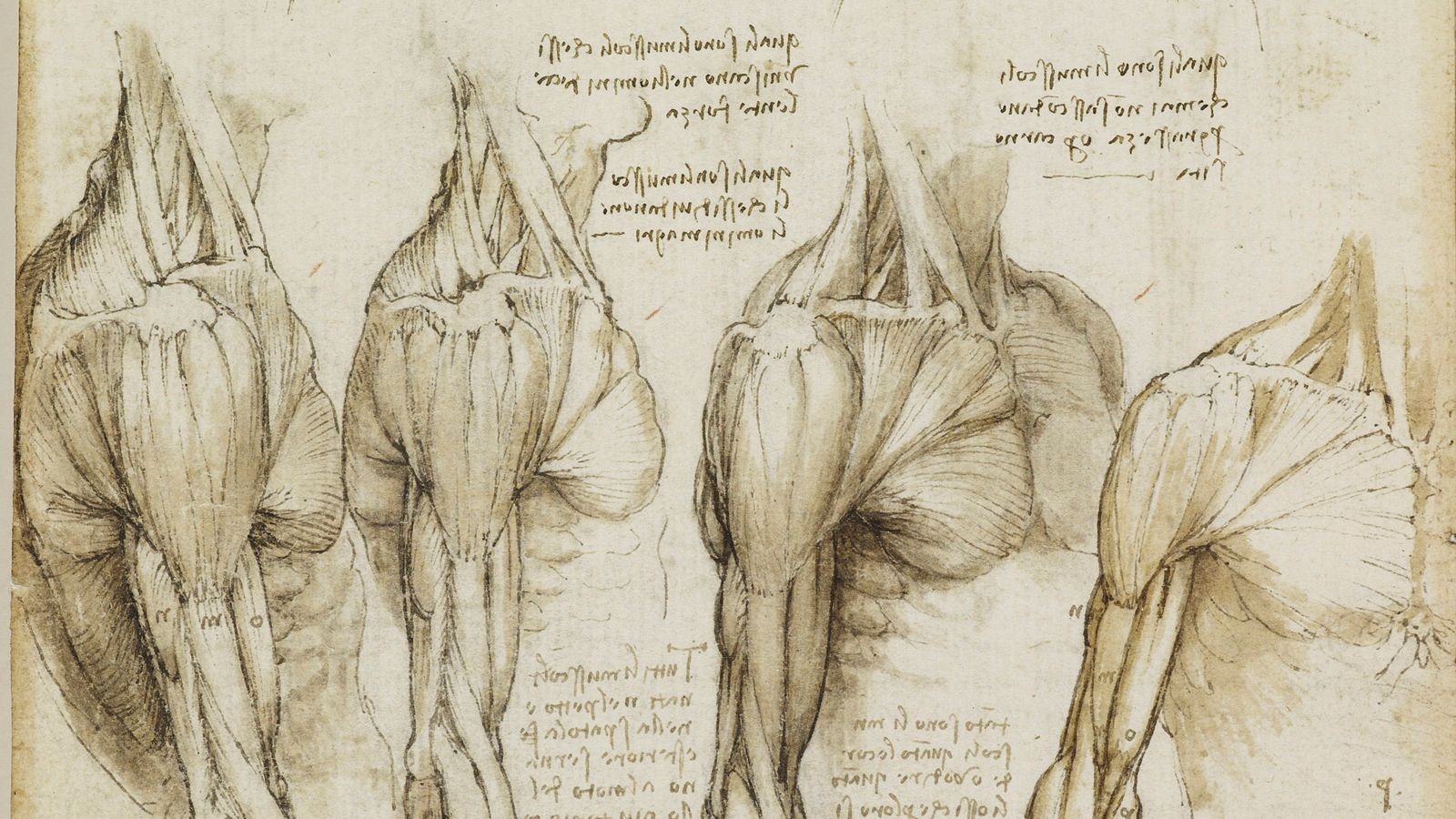 Desenhos anatômicos de Leonardo da Vinci (Foto: Leonardo)