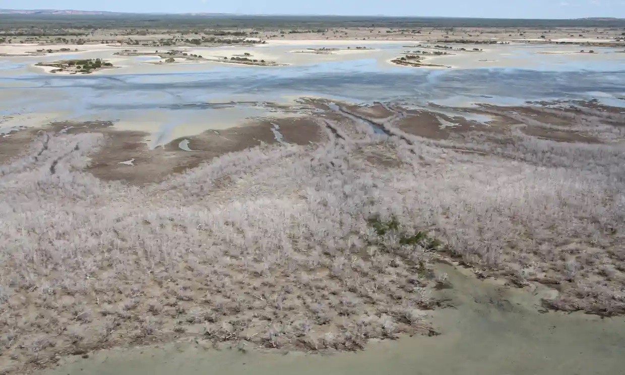 Imagens aéreas de morte de mangue no Golfo de Carpentaria em meados de 2016 (Foto: Professor Norm Duke/James Cook University)
