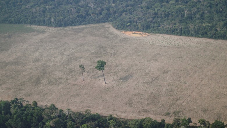 Desmatamento na Amazônia atinge maior nível desde 2006 (Foto: REUTERS/Ueslei Marcelino)