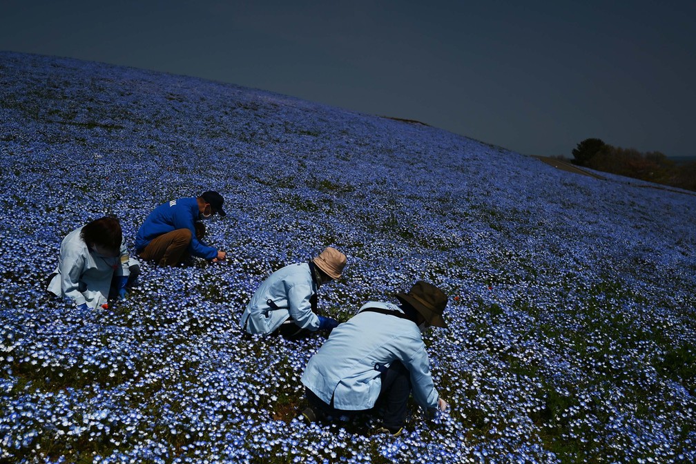 Trabalhadores removem ervas daninhas em um campo de flores de nemophila no Hitachi Seaside Park, em Hitachinaka, no Japão — Foto: Charly Triballeau/AFP