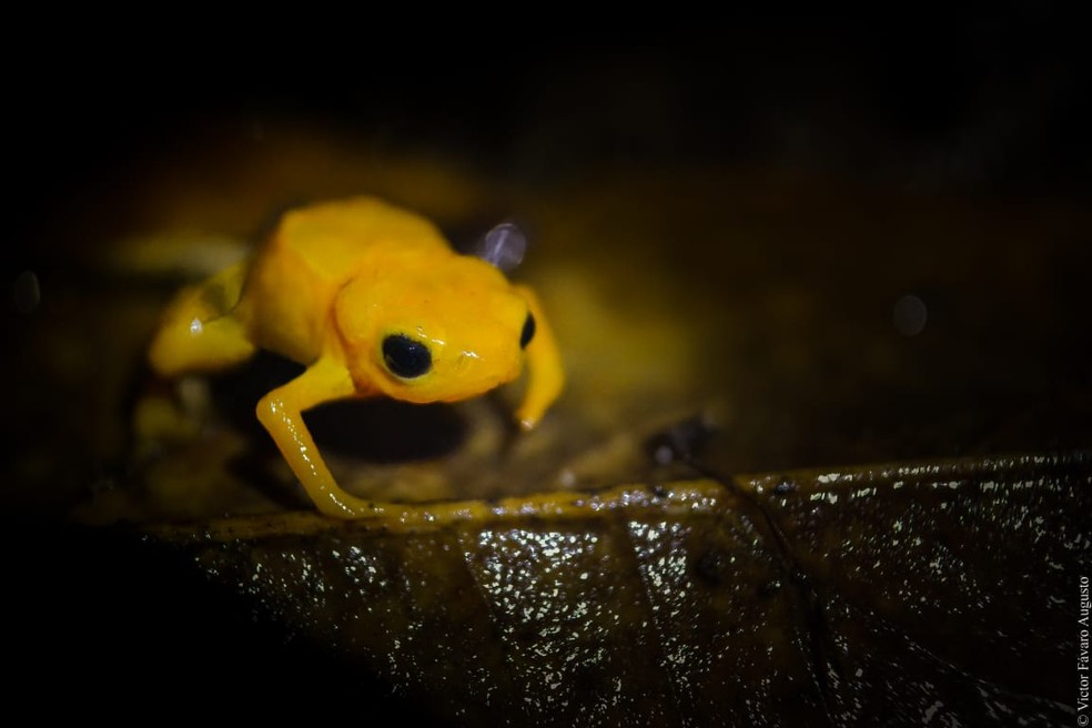 Nomes Curiosos De Anfibios Tem Relacao Com Suas Caracteristicas Fisicas Terra Da Gente G1