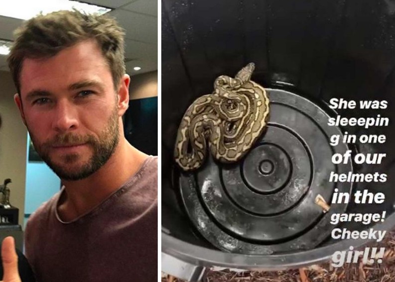 A cobra encontrada pelo ator Chris Hemsworth na garagem de sua mansão (Foto: Instagram)