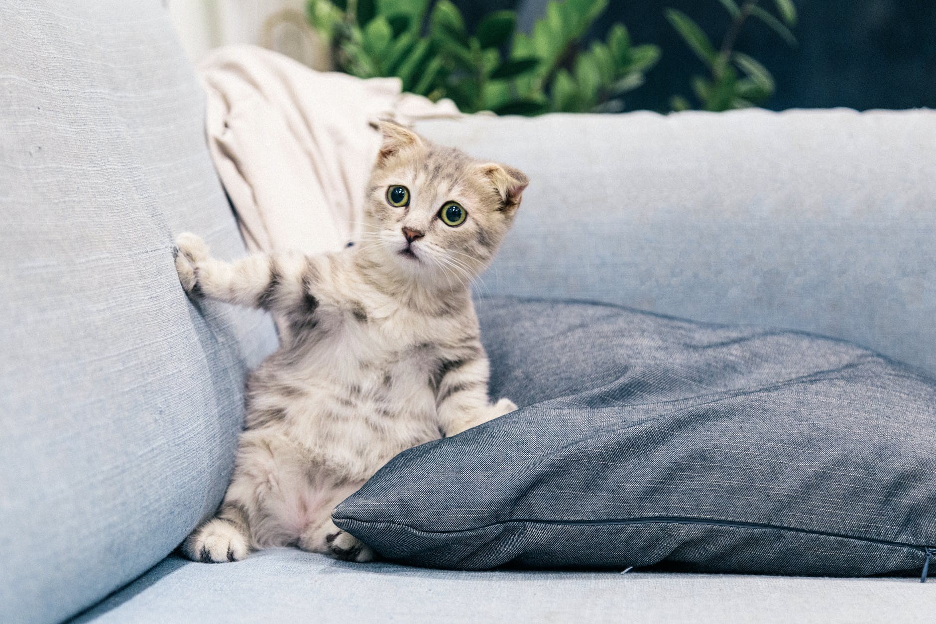 Os pets precisam ficar de um a três dias longe de casa após a dedetização (Foto: Pexels/ Tranmautritam/ CreativeCommons) Os pets precisam ficar de um a três dias longe de casa após a dedetização (Foto: Pexels/ Tranmautritam/ CreativeCommons)
