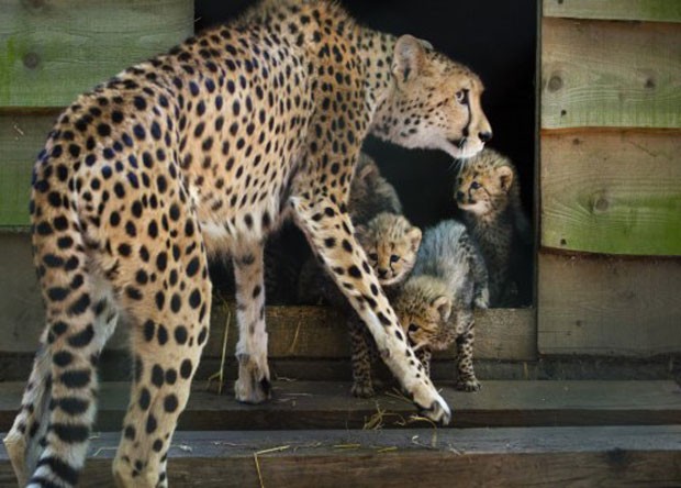 Espécime fêmea de guepardo observa seus filhotes em zoológico da Holanda. Exemplar gerou sêxtuplos, feito considerado raro (Foto: Piroschka Van de Wouw/AFP)