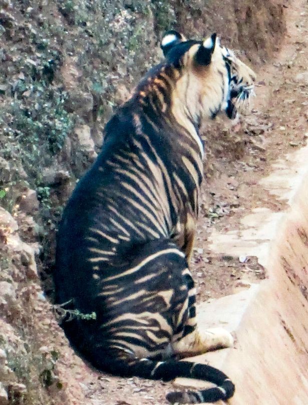 Fotógrafo amador registra um dos últimos tigres negro do mundo (Foto: Reprodução/ Instagram)