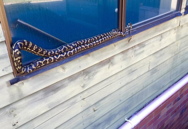 Família ficou em pânico ao flagrar cobra enorme em parapeito de janela (Foto: Reprodução/Facebook/Sunshine Coast Snake Catchers)