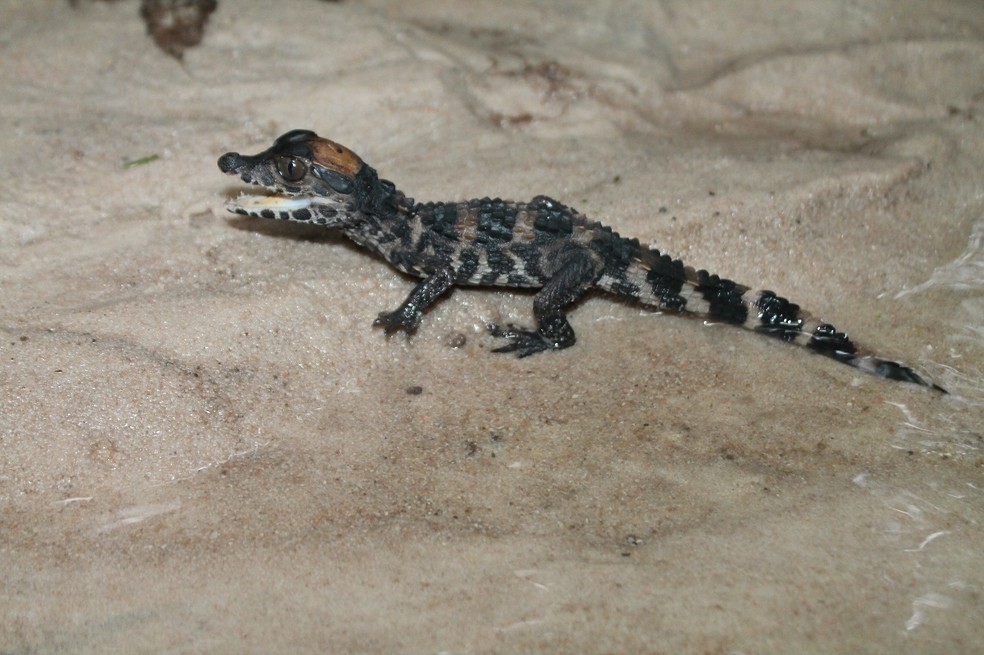 Filhote recém-nascido de jacaré-coroa te, “coroa” dourada no topo da cabeça, que perde coloração nos primeiros anos de vida.  — Foto: Idamara Fernandes
