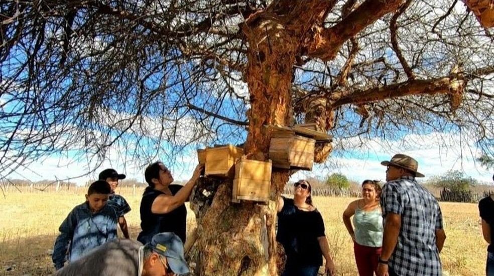 Produtores rurais criam abelhas sem ferrão nativas no Piauí — Foto: Arquivo Pessoal