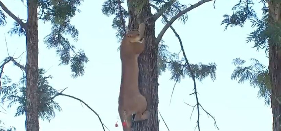 Dardos de tranquilizantes fizeram com que onça descesse de tronco  — Foto: Reprodução/TV TEM
