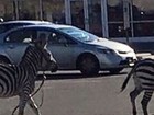 Duas zebras fogem de circo e 'atrapalham' trânsito nos EUA