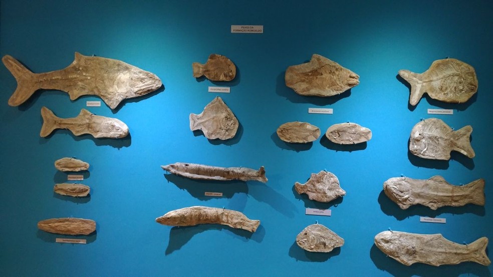 Peixes fossilizados podem ser encontrados em três tipos diferentes de rocha, o que aponta mudanças no ambiente da região. (Foto: Paulo Henrique Rodrigues/TV Verdes Mares)