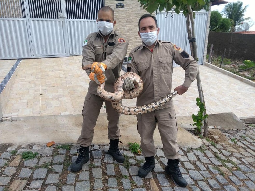 Jiboia foi capturada na cidade de Encanto, no Rio Grande do Norte &mdash; Foto: Divulga&ccedil;&atilde;o