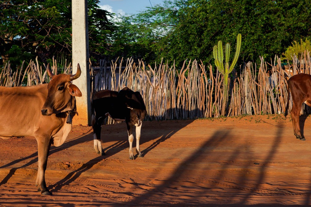 Animais são vistos perto de propriedade rural na região de Jeremoabo, no sertão da Bahia — Foto: Marcelo Brandt/G1