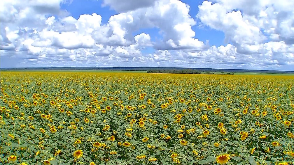 Produção de girassol em MT — Foto: TVCA/Reprodução