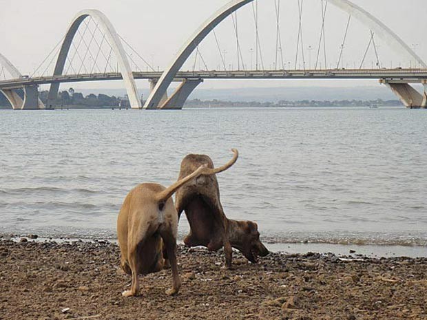 O casal de cães brincando às margens do Lago Paranoá, em Brasília (Foto: Facebook/Reprodução)