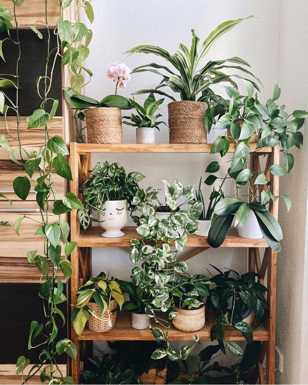 10 plantas pequenas para jardim (Foto: Reprodução/ Instagram/ @intotheplants)