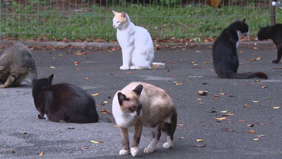 Imagem de gatos abandonados — Foto: Reprodução/ TV Globo