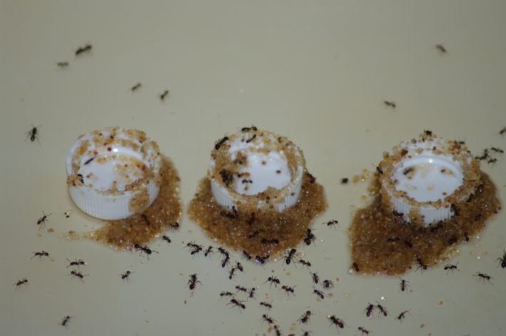 Formigas usam areia como ferramenta para impedir que se afoguem (Foto: Dr Aiming Zhou e Dr Jian Chen)