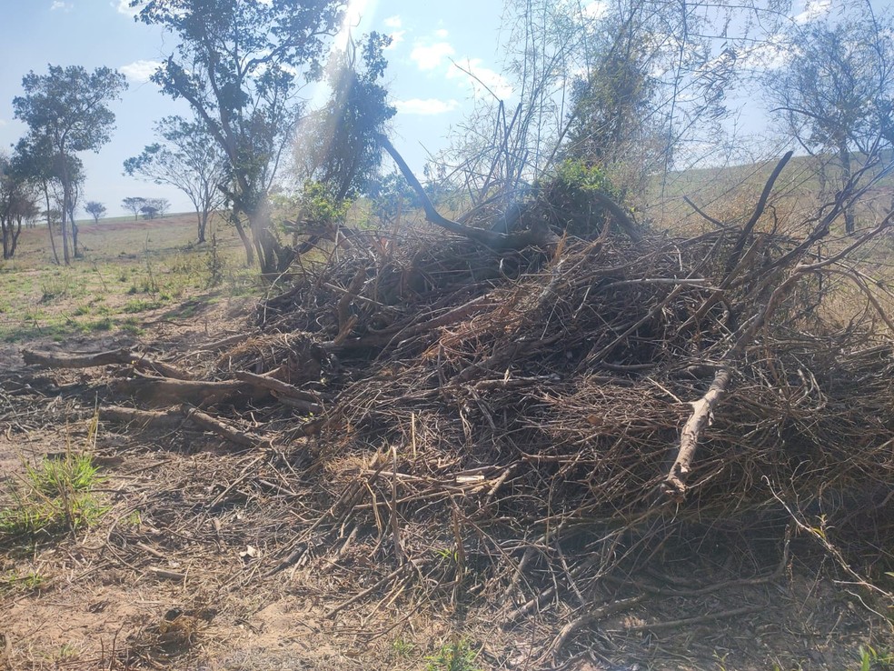 Vegetação nativa à beira de curso d'água foi destruída — Foto: Polícia Ambiental