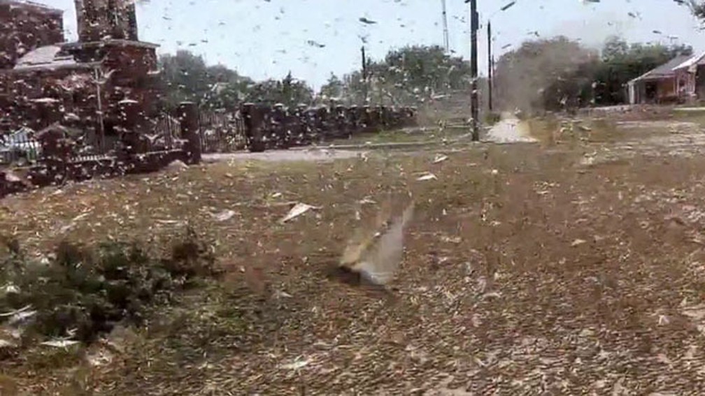 Uma invasão de gafanhotos destruiu milhares de hectares no sudoeste da Rússia e obrigou o Ministério da Agricultura do país a declarar estado de emergência na região de Stavropol — Foto: BBC