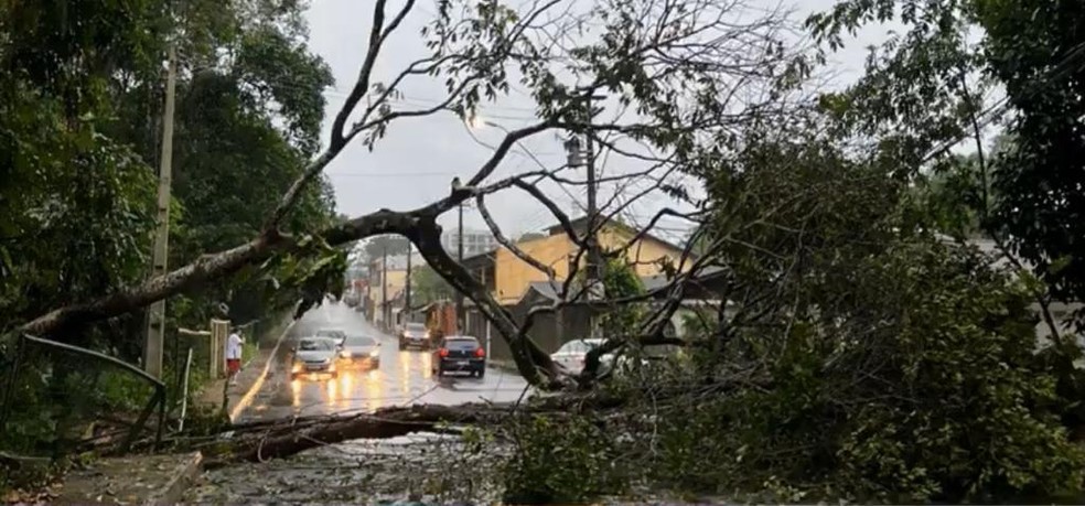 Árvore cai em rua de Manaus e abre cratera na pista — Foto: Divulgação/IMMU